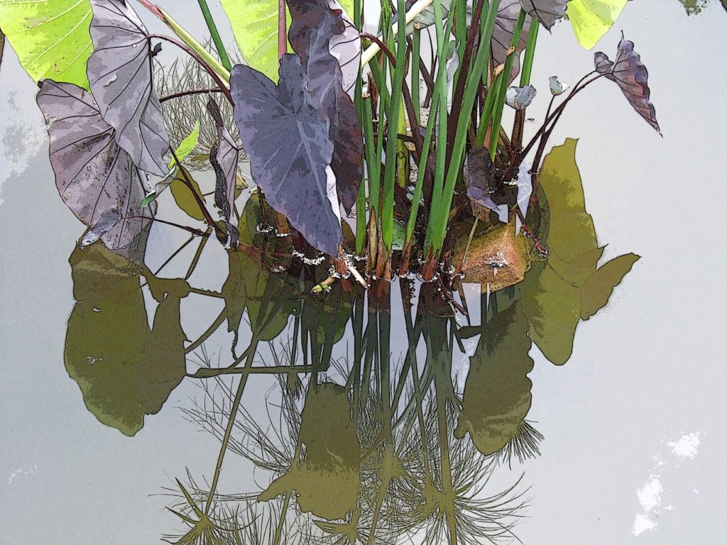 MaritaBitans Placid Pond Kaleidoscope