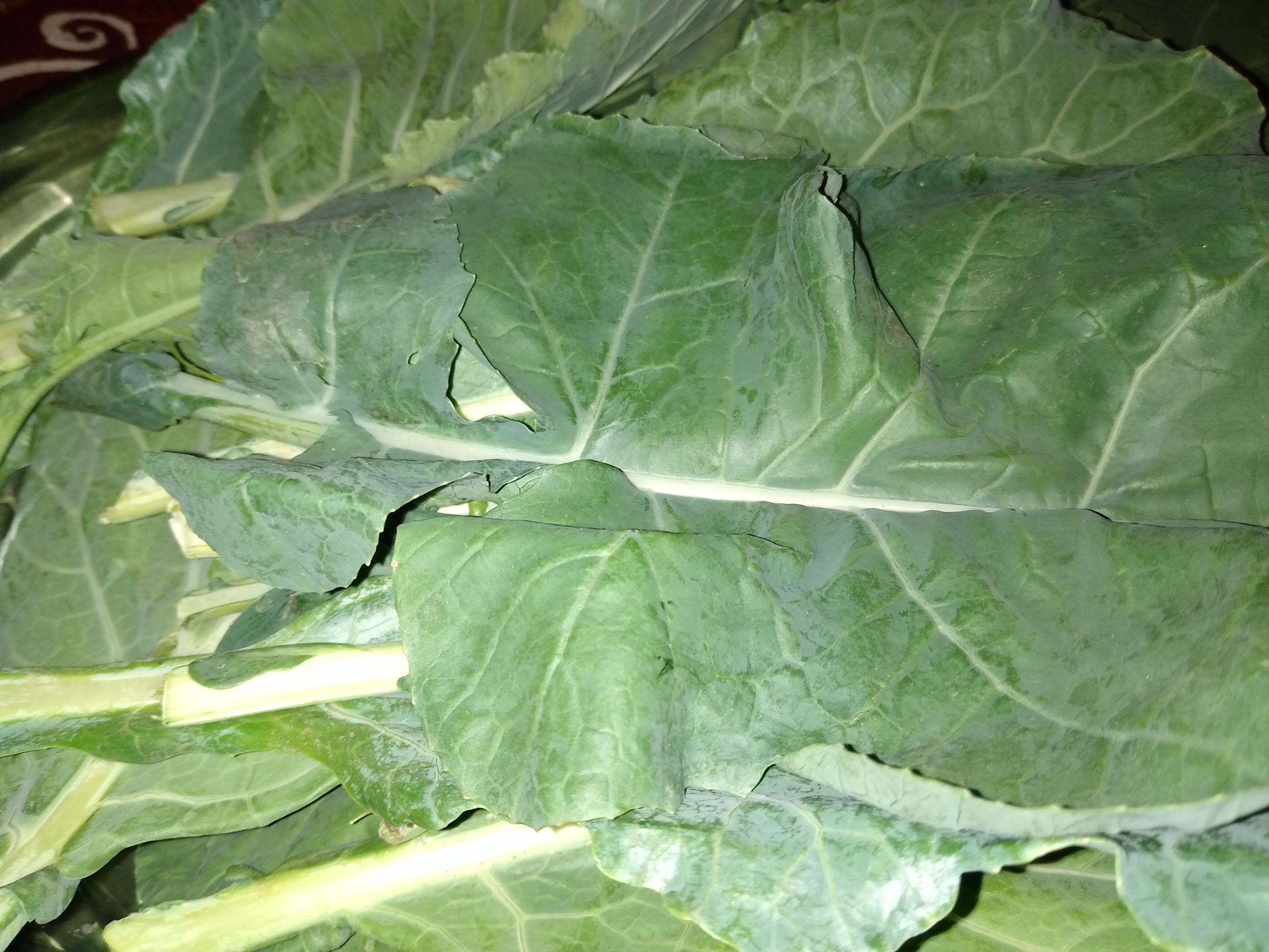 Collard Greens by Kim Sweeney