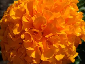 Marigold by Kim Sweeney