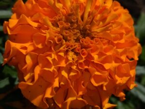 Marigold by Kim Sweeney