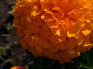 Marigold by Kim Sweeney