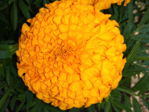 Marigold by Kim Sweeney